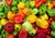 Chilis - Besondere Fruchtformen