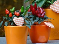 Chilis als Zimmerpflanzen