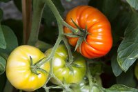 Krankheitsresistente Tomaten