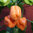 Habanero Congo orange