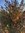 Baumspinat Chenopodium giganteum