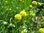 Gummibärchenblume Cephalophora aromatica