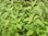 Pfirsichsalbei Salvia greggii