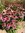Purpursonnenhut Echinacea purpurea