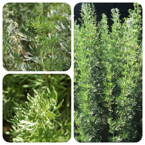 Echter Wermut Artemisia absinthium