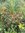 Zimtbrauner Fuchsschwanz Amaranthus cruentus