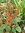 Zimtbrauner Fuchsschwanz Amaranthus cruentus