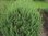 Cola-Strauch Artemisia abrotanum