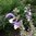 Muskatellersalbei Salvia sclarea