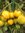 Zitronentomate Plum Lemon