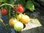 Samenpaket "Einsteiger" 10 Sorten Tomatensamen