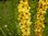 Dunkle Königskerze Verbascum nigrum