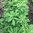 Bockshornklee Trigonella foenum-graecum