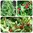 Erdbeerspinat Chenopodium foliosum