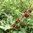 Erdbeerspinat Chenopodium foliosum
