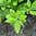 Fameflower Talinum paniculatum