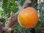 Lulo Solanum quitoense
