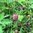 Braunelle Prunella vulgaris
