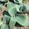 Blauzungen-Lauch Allium karataviense