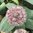 Blauzungen-Lauch Allium karataviense