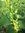 Osterluzei Aristolochia clematitis