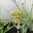 Currykraut Helichrysum italicum