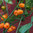 Habanero Dutch orange