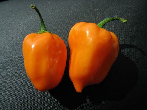 Habanero orange