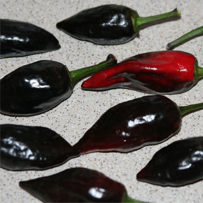 Black Beauty schwarze Chilli mittelscharfe Chili mit tollen Blüten 