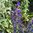 Ährensalbei Salvia farinacea