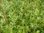 Beifuß Artemisia vulgaris