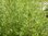 Beifuß Artemisia vulgaris