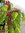 Gartenfuchsschwanz Amaranthus caudatus
