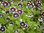Gefleckte Hainblume Nemophila maculata
