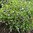 Gefleckte Hainblume Nemophila maculata