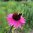Purpursonnenhut Echinacea purpurea