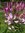 Spinnenpflanze Violettkönigin lila