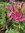 Spinnenpflanze Kirschkönigin rosa
