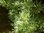 Echter Wermut Artemisia absinthium