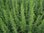 Cola-Strauch Artemisia abrotanum