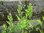Rainfarn Tanacetum vulgare