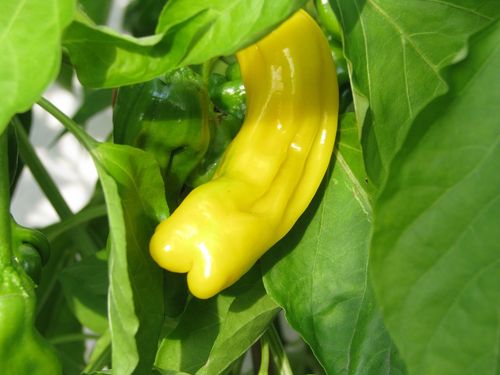 Penis Chili gelb Peter Pepper yellow