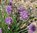 Schnittlauch Allium schoenoprasum