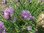 Schnittlauch Allium schoenoprasum