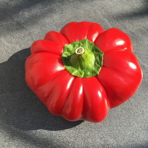 Paradeisfrüchtiger Ungarischer Tomatenpaprika