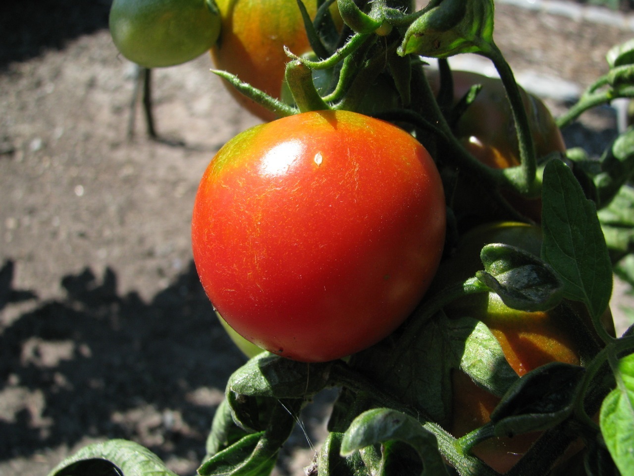 Gemüse Tomate Ailsa Craig 120 Samen 