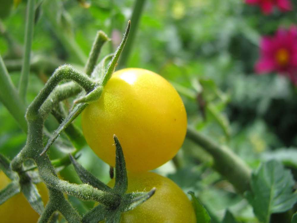 La tomate würzigste jaune johannesbeer-wildtomate plus de 1000 fruits Mignon