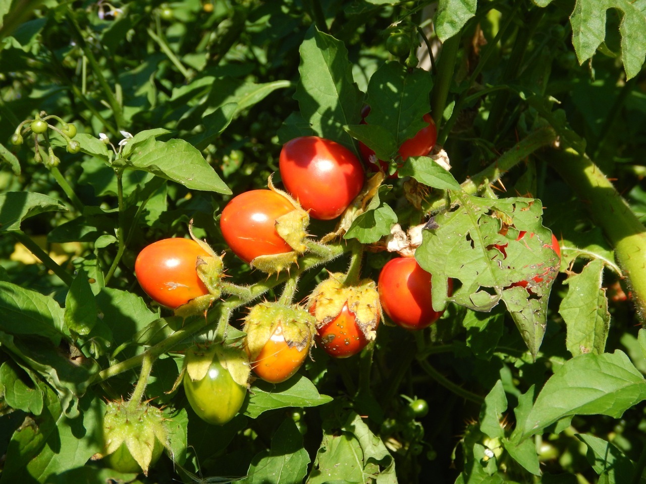 exclusive Geschenkideen für Frauen zum Valentinstag Deko Litschi-Tomate Samen 