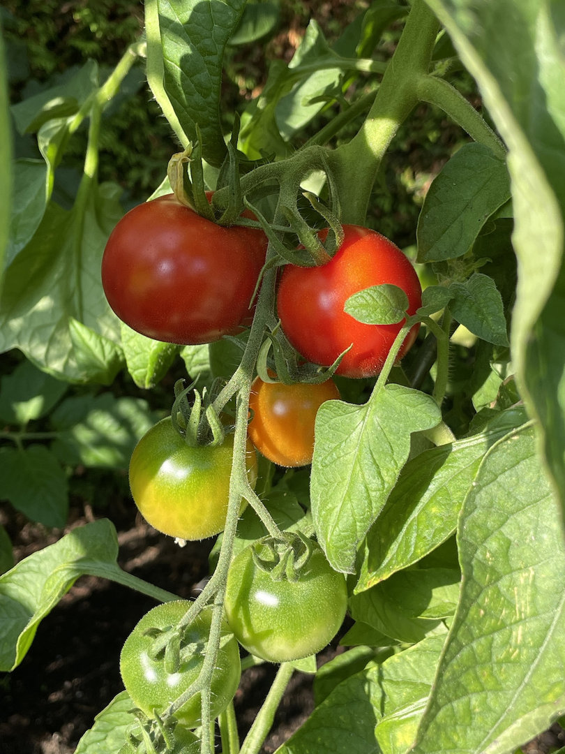 Tomate Frühe Liebe Alte Sorte 10 Samen 