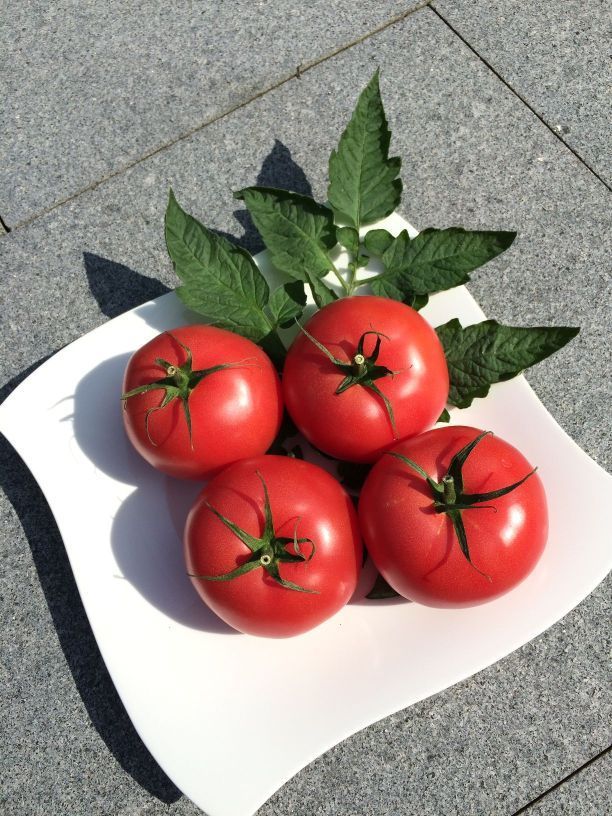 Tomate *Saint Pierre* 10 Samen *Alte Sorte aus Frankreich *BELIEBT Tomatensamen 